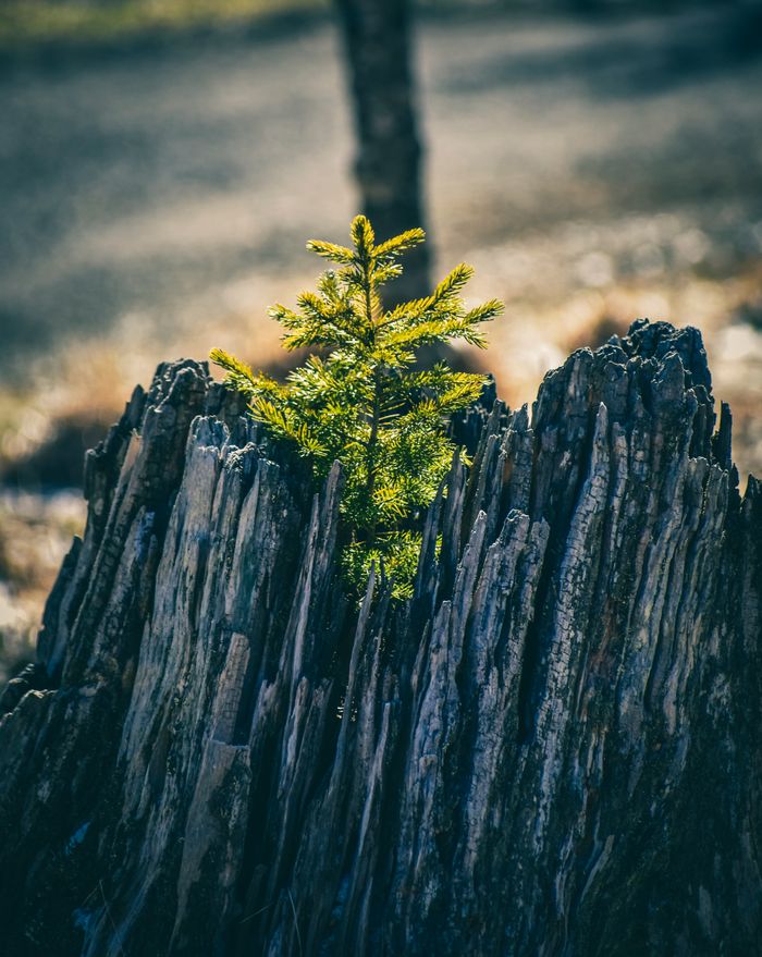 pexels photo 3832470 3832470 Young fragile green fir tree growing on old rotten trunk in sunny forest